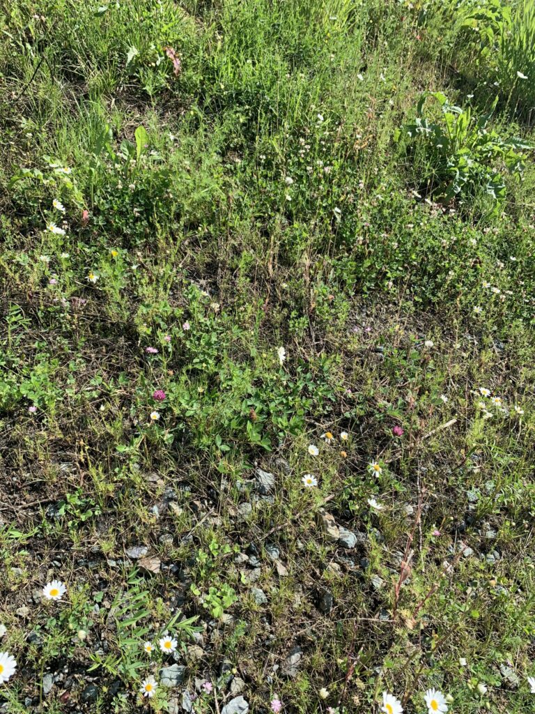 Airport Revegetation