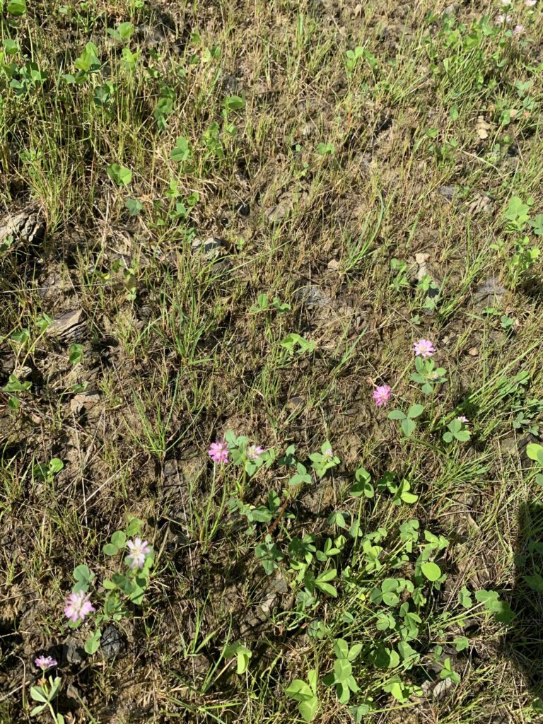 Creation of rough grassland on golf courses