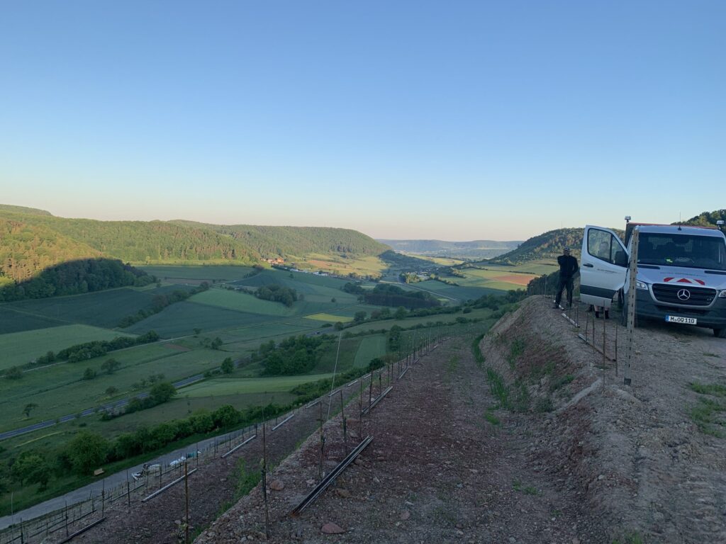 Vineyard greening